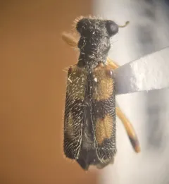 Phyllobaenus pallipennis thumbnail 4