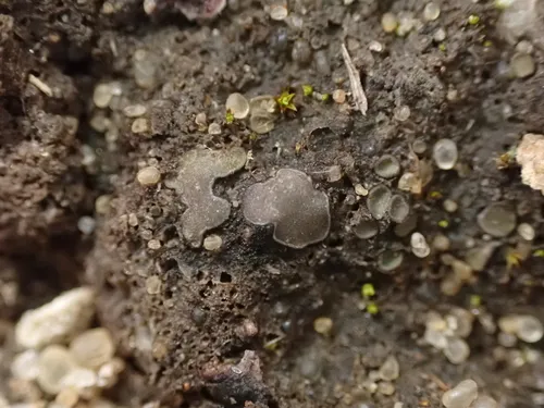Brown Stipplescale Lichen