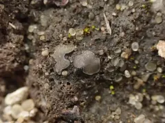 Brown Stipplescale Lichen thumbnail 1