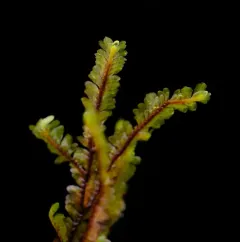Macrodiplophyllum rubrum thumbnail 4
