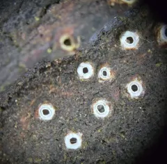 Stictis radiata thumbnail 1