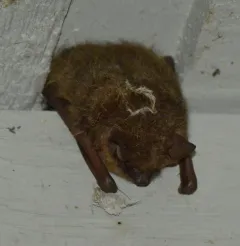 Tricolored Bat thumbnail 3