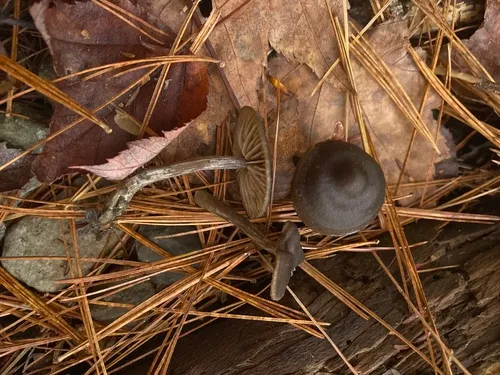 Entoloma longistriatum