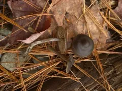Entoloma longistriatum thumbnail 1