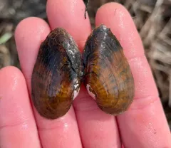 Kidneyshell thumbnail 3