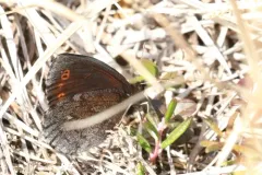Arctic Ringlet thumbnail 4