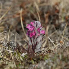 Woolly Lousewort thumbnail 3
