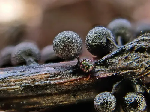 Lamproderma maculatum