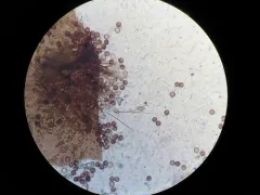 Didymium difforme thumbnail 1