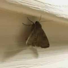 Smith's Dart thumbnail 2