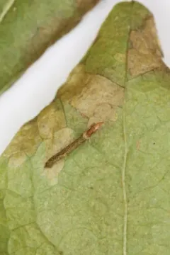 Coleophora gaylussaciella thumbnail 3