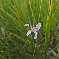 rush skeletonplant thumbnail 1