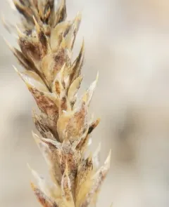 Slender Russian-thistle thumbnail 1