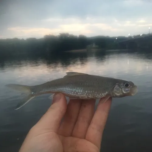Silver Chub