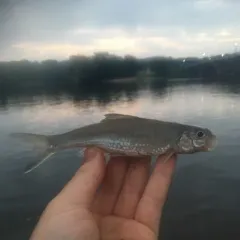 Silver Chub thumbnail 1