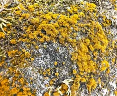 Orange Rock Hair thumbnail 4