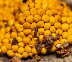 Oligonema persimile thumbnail 3