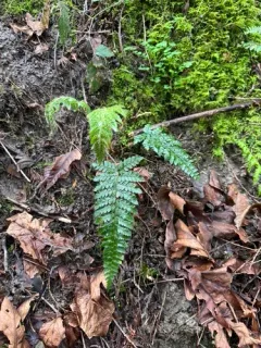Japanese tassel fern thumbnail 3