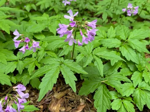 whorled coralroot