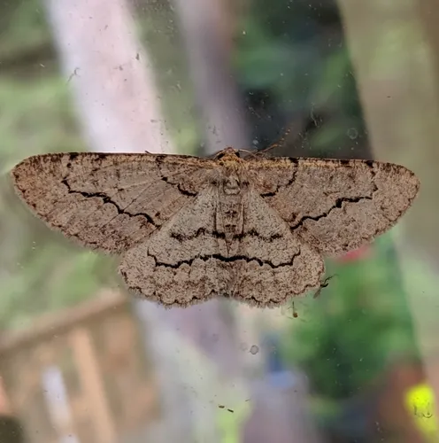 Stenoporpia pulmonaria