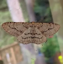 Stenoporpia pulmonaria thumbnail 1