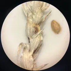 American Bugseed thumbnail 1