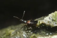 Callicerus obscurus thumbnail 2