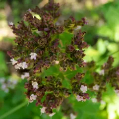 Oregano thumbnail 1