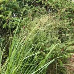 switchgrass thumbnail 1