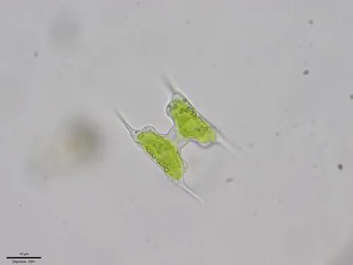 Staurodesmus extensus