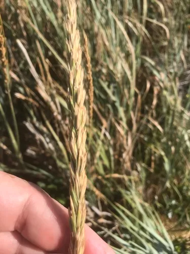 giant wild rye