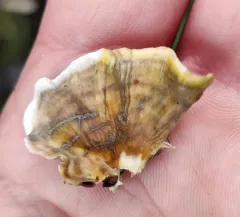 yellowing curtain crust thumbnail 3