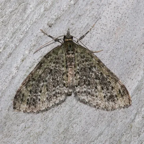 Olive-and-black Carpet Moth