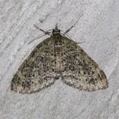 Olive-and-black Carpet Moth thumbnail 1