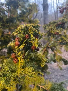 Hinoki cypress thumbnail 3