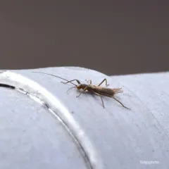 Canadian Willowfly thumbnail 4