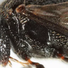 Hyptia harpyoides thumbnail 3