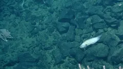 Giant cusk-eel thumbnail 2