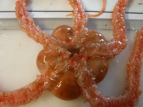 Ophioscolex glacialis