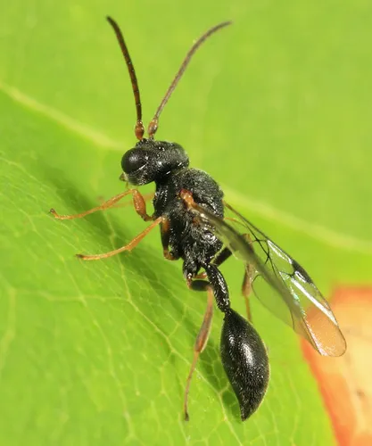 Helorus ruficornis