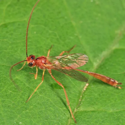 Agrypon prismaticum