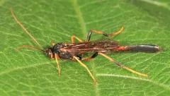 Therion petiolatum thumbnail 3