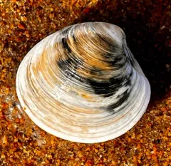 False Quahog thumbnail 3