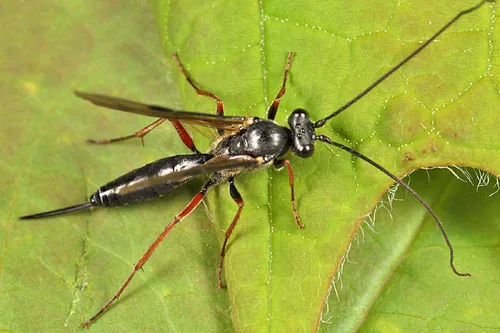 Arenetra rufipes