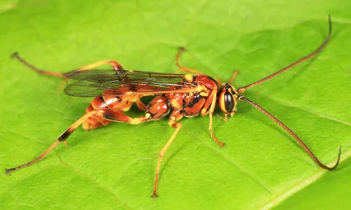 Banchus inermis