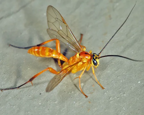 Banchus pallescens