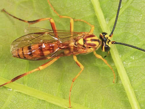 Banchus polychromus