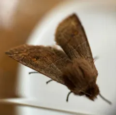 Straight-toothed Sallow thumbnail 3
