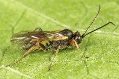 Bathyplectes infernalis thumbnail 3