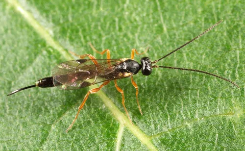 Nothocremastus mellipes